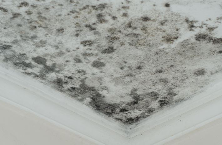 Mold Remediation